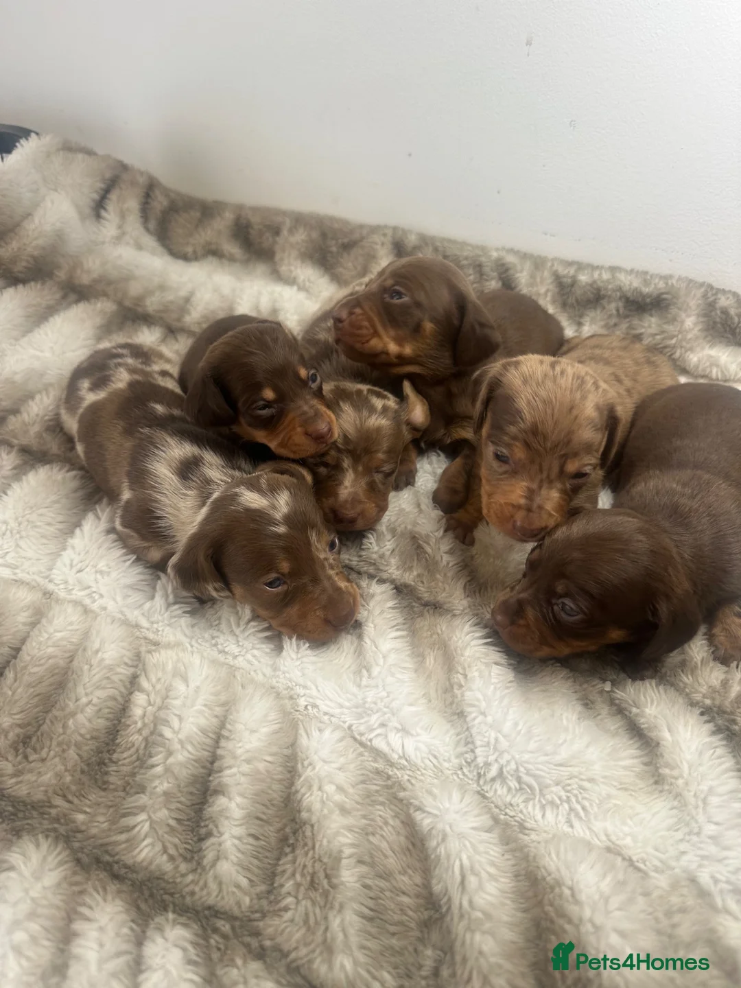 Miniature Dachshund dogs for sale: 6 beautiful miniature dachshund puppies - Advert 1