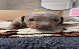 Miniature Dachshund dogs for sale: 2 miniature dachshunds - Image 3