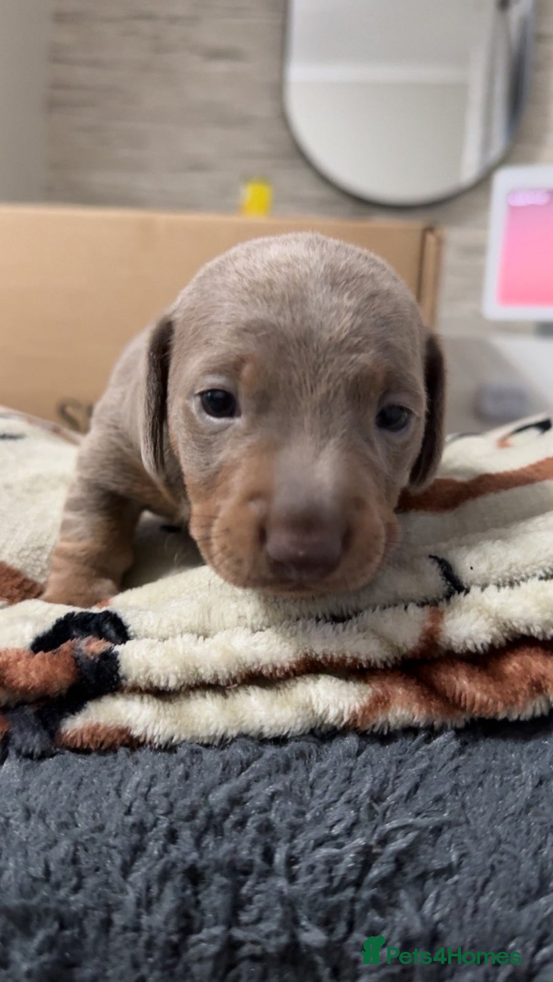 Miniature Dachshund dogs for sale: 2 miniature dachshunds - Image 3