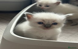 Ragdoll cats for sale: Ragdoll Kittens  - Image 3