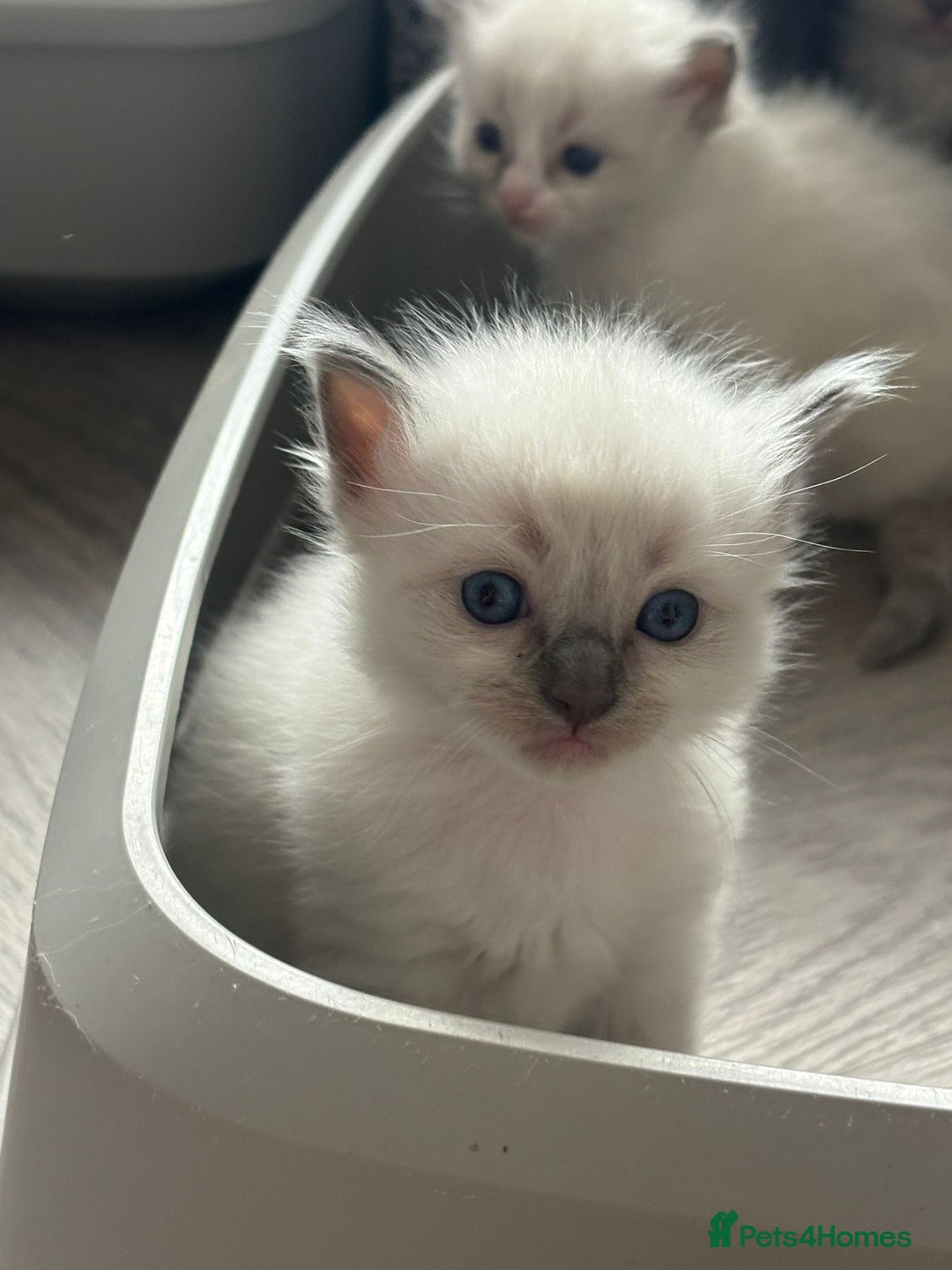 Ragdoll cats for sale: Ragdoll Kittens  - Image 3