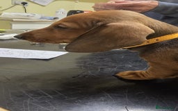 Dachshund dogs for sale: READY GO STUNING 5 STANDARD DACHSHUND PUPPIES - Image 29