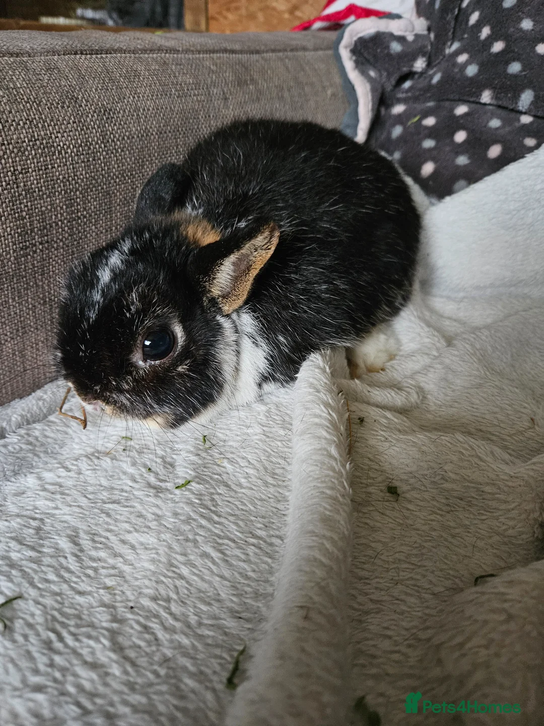 Netherland Dwarf rabbits for sale: Tri-color boy - Advert 1