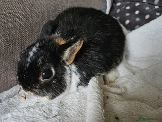 Netherland Dwarf rabbits Tri-color boy - Advert 4