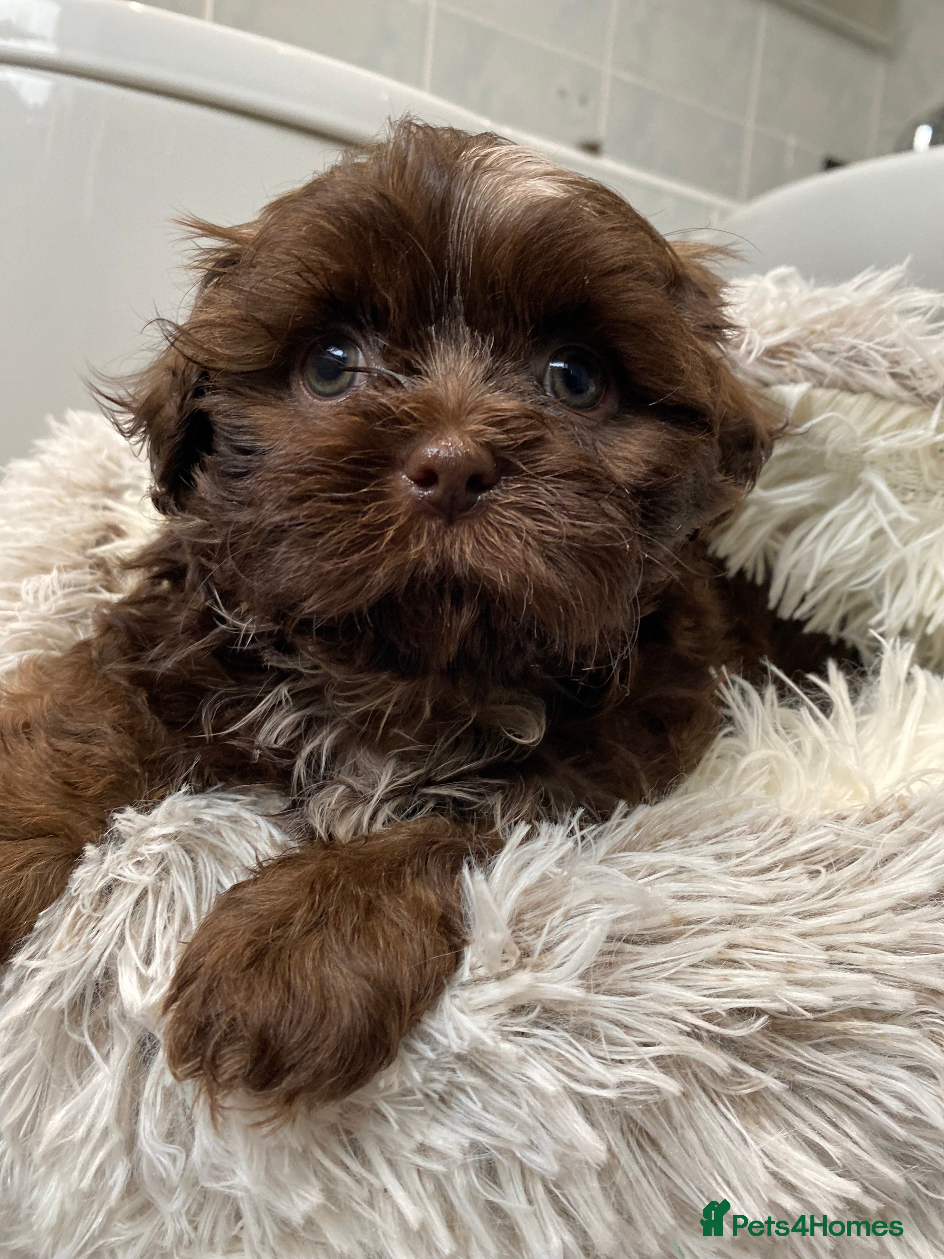 Shih Tzu dogs 💙last chocolate shihtzu boy 💙 - Advert 1