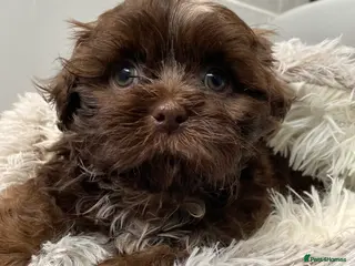 Shih Tzu dogs 💙last chocolate shihtzu boy 💙 - Advert 3