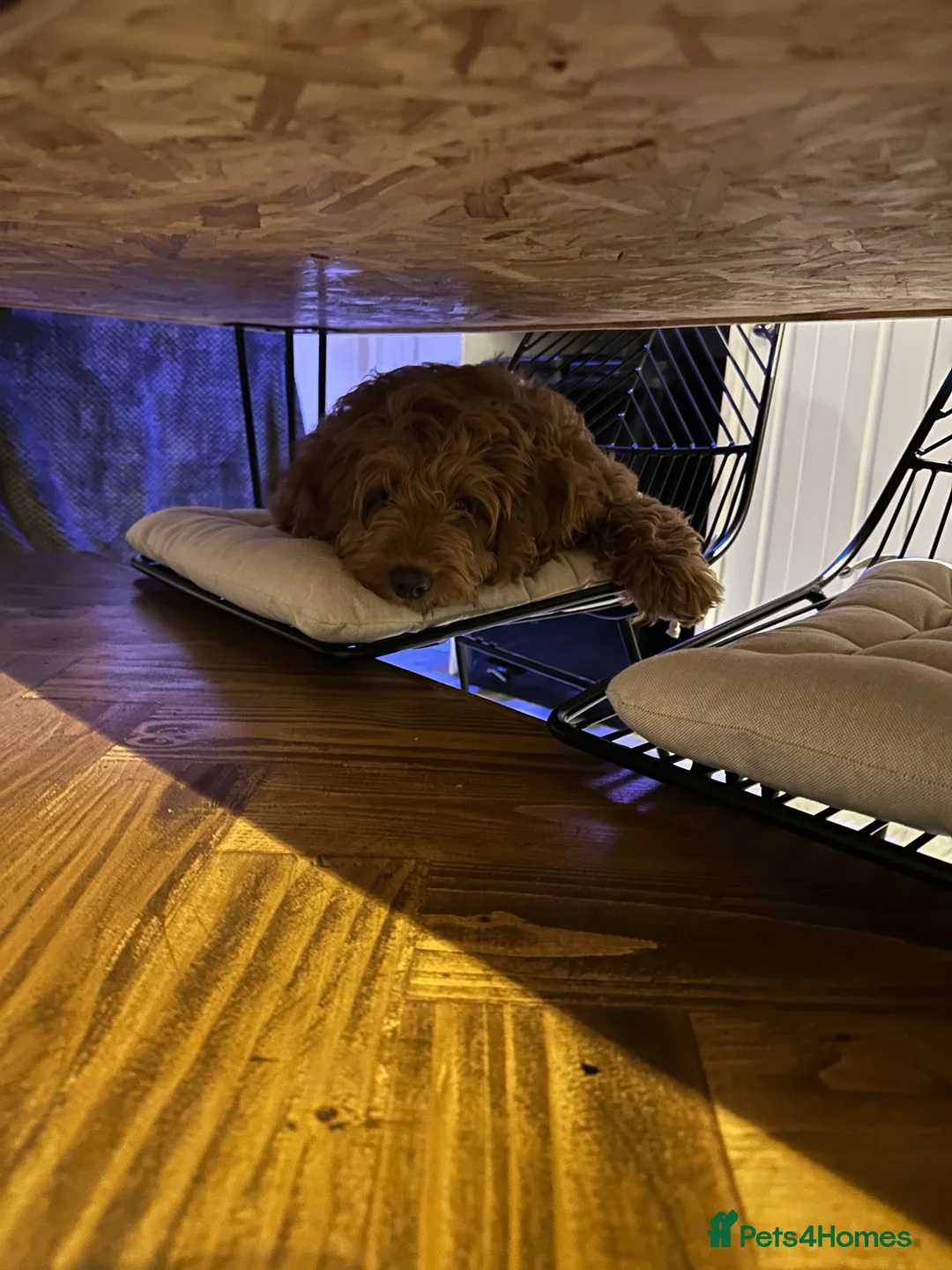 Cockapoo dogs for sale: Benji boy  ♥️ 18 week old male cockapoo - Advert 8