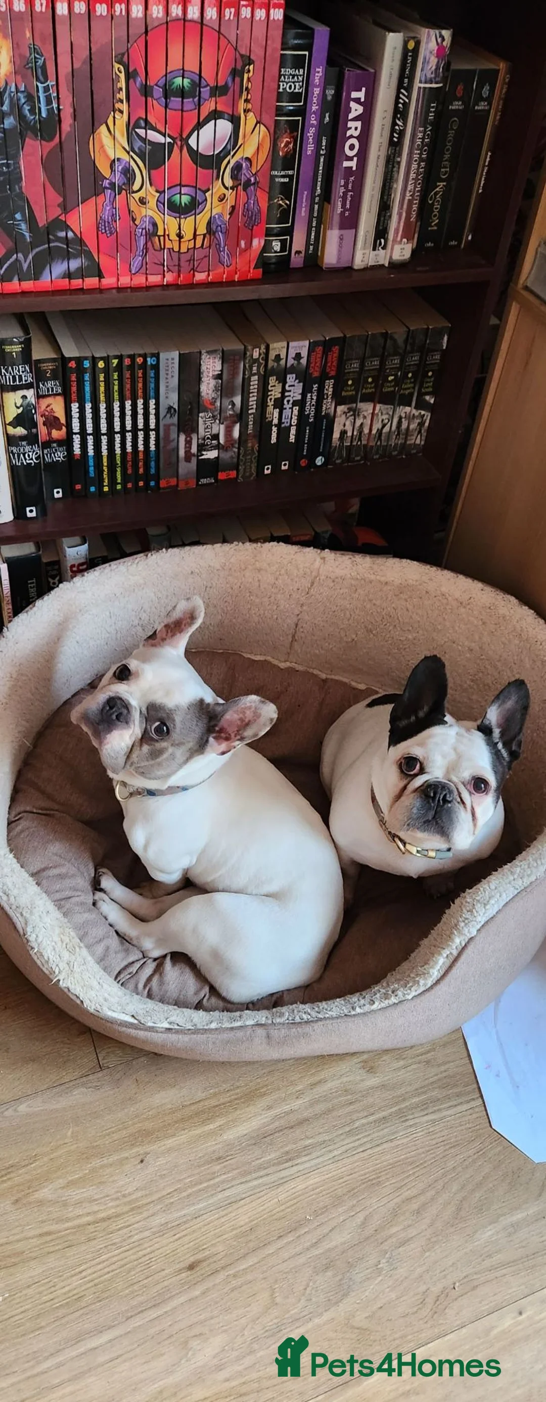 French Bulldog dogs for sale: Two frenchies for rehome in Scunthorpe - Advert 2