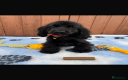 Cocker Spaniel dogs for sale: Show type cocker spaniel puppy’s  - Image 6