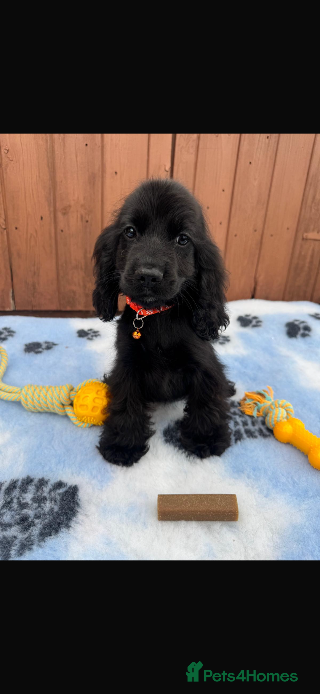 Cocker Spaniel dogs for sale: Show type cocker spaniel puppy’s  - Image 6