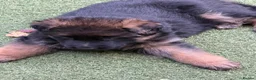 German Shepherd dogs for sale: Long hair Czech/Polish German Sherpard - Advert 14