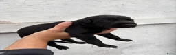 Lurcher dogs for sale: Lurcher Puppy’s  in Tipton - Advert 6