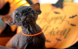 Sphynx cats for sale: Sphynx Black Solid Girls  - Advert 19