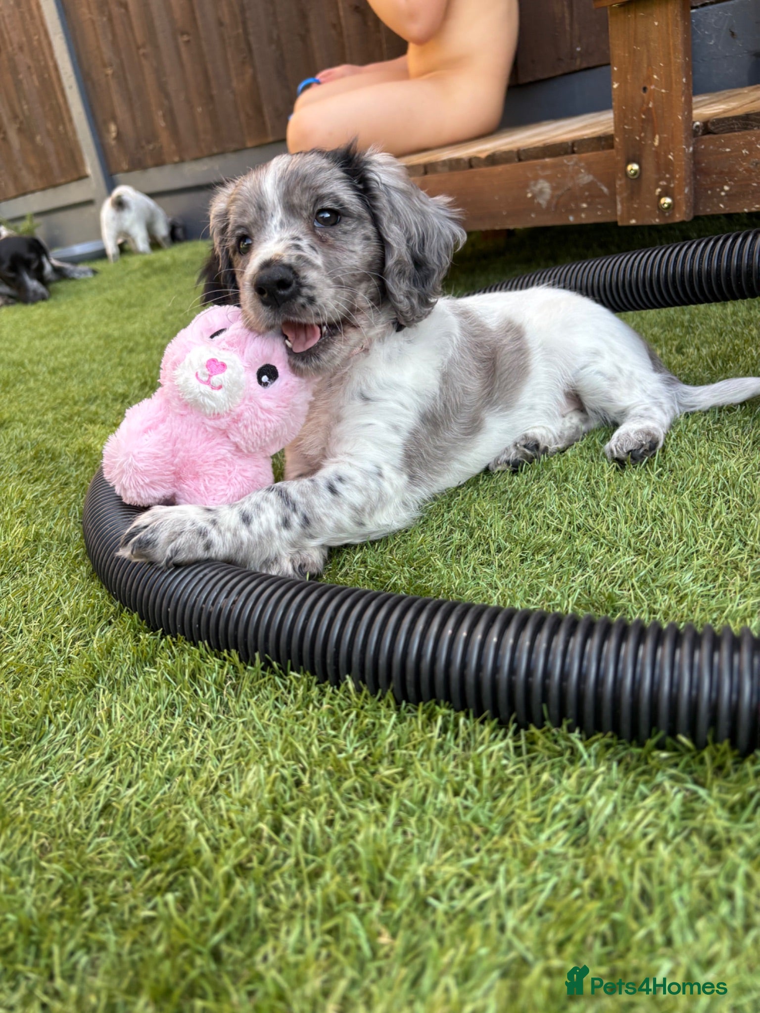 Mixed Breed dogs Ready now ❤️ 2 girl left ❤️  - Advert 1