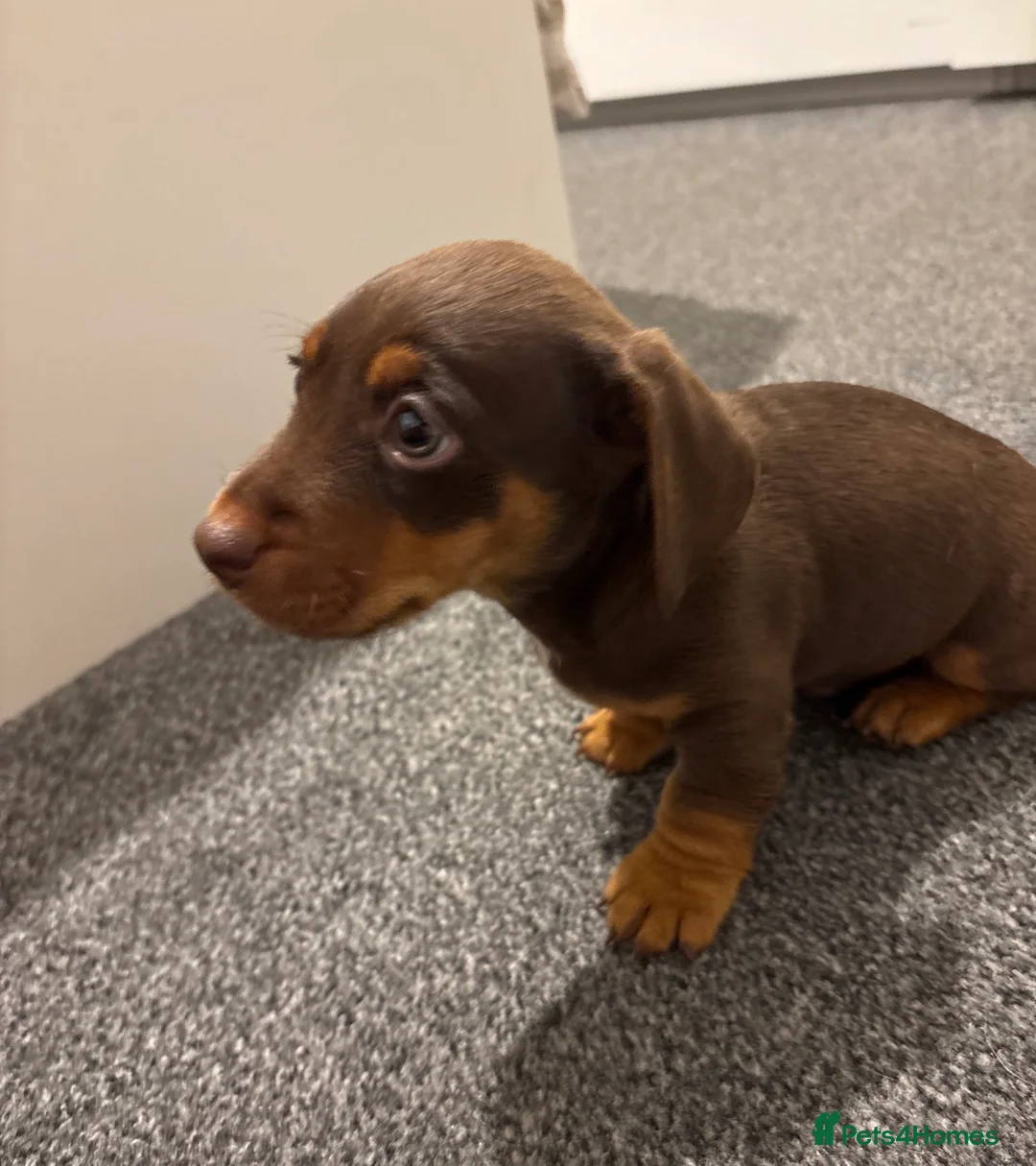 Jackshund dogs for sale: Last boy miniature dachshund x jack Russel puppy in Basingstoke - Advert 7