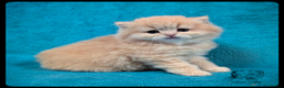 Scottish Fold cats for sale: TICA Registered Scottish kittens - Advert 5