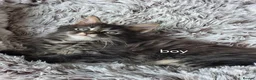 Maine Coon cats for sale: Maine coon kittens Ready Now - Advert 33