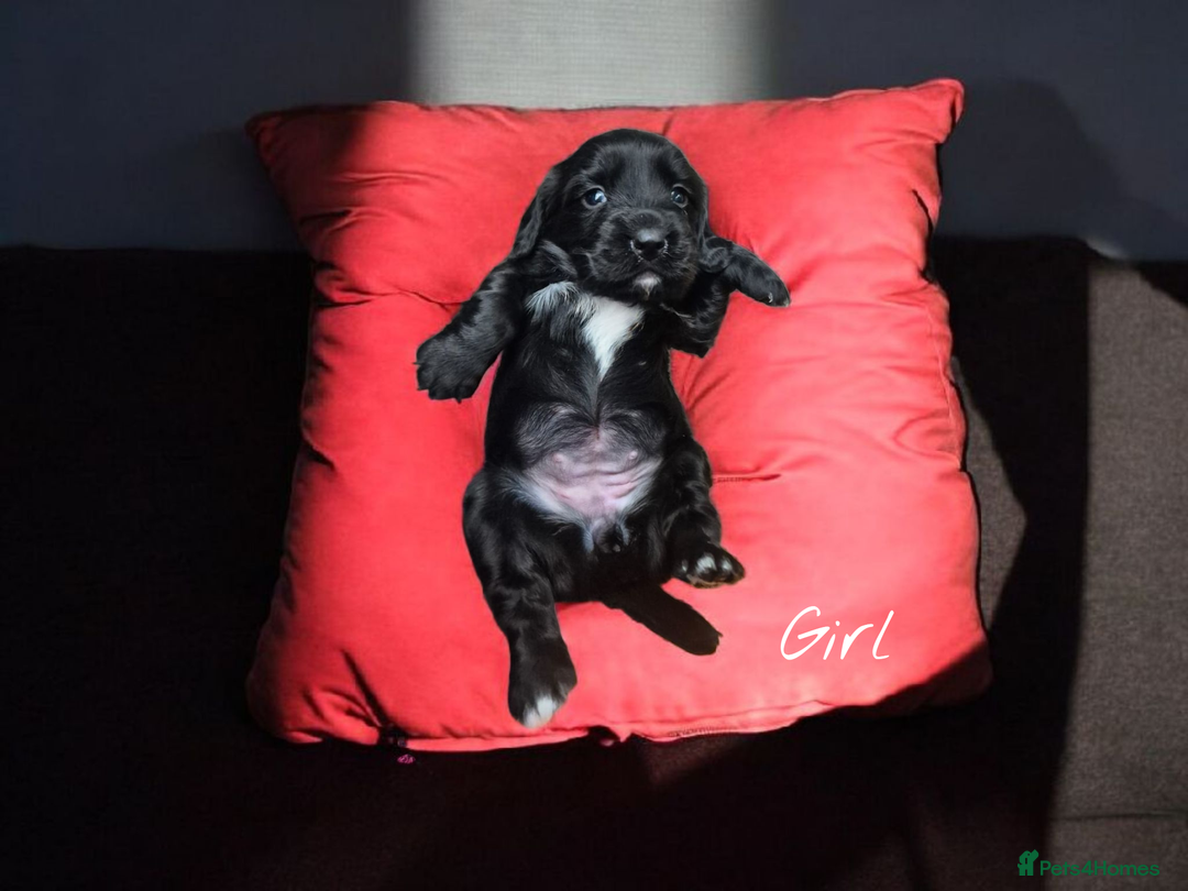 Sprocker dogs for sale: Beautiful litter of Sprockers  - Image 4