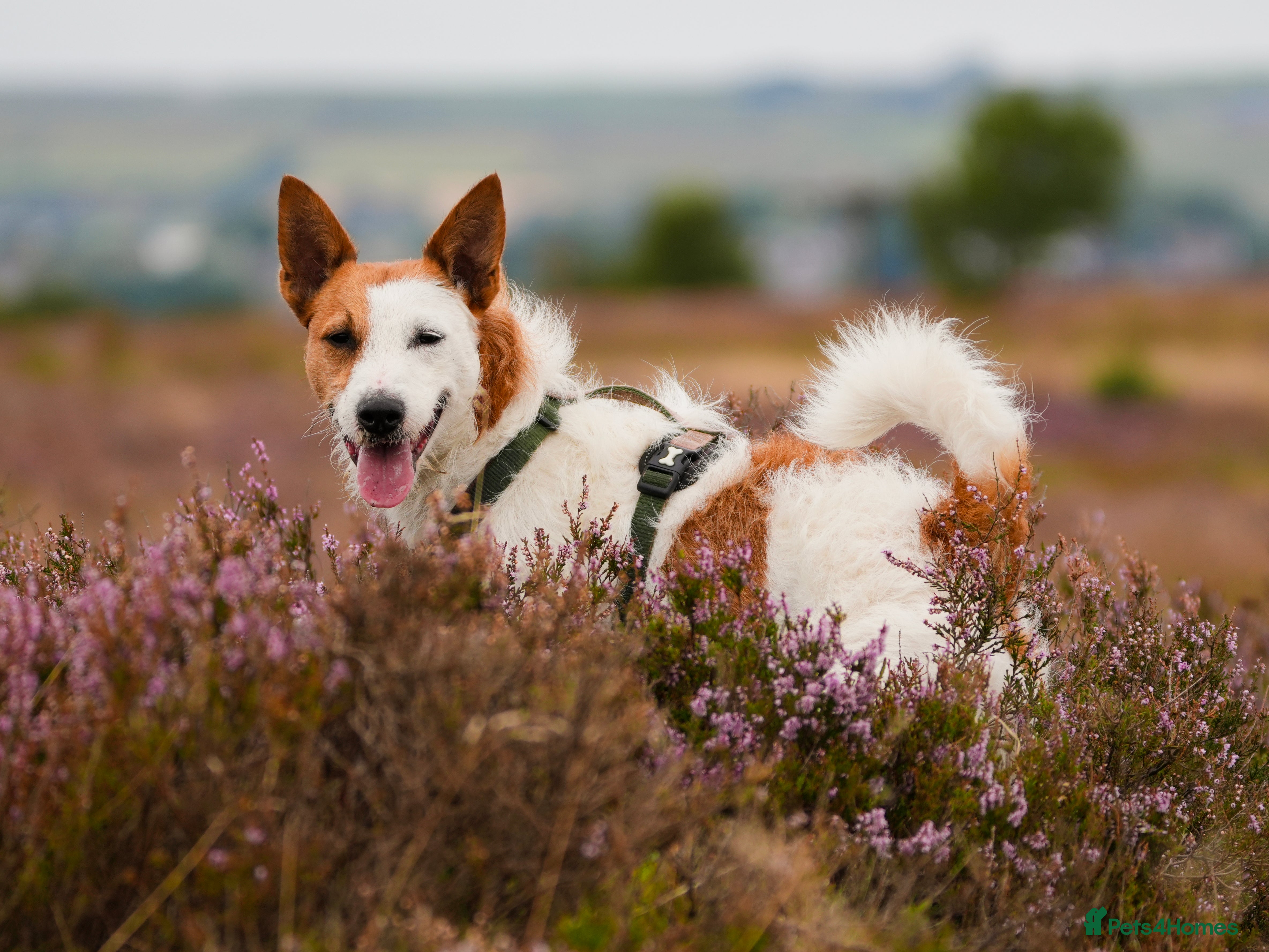 Jack Russell dogs Parson Jack Russell for stud - Advert 13