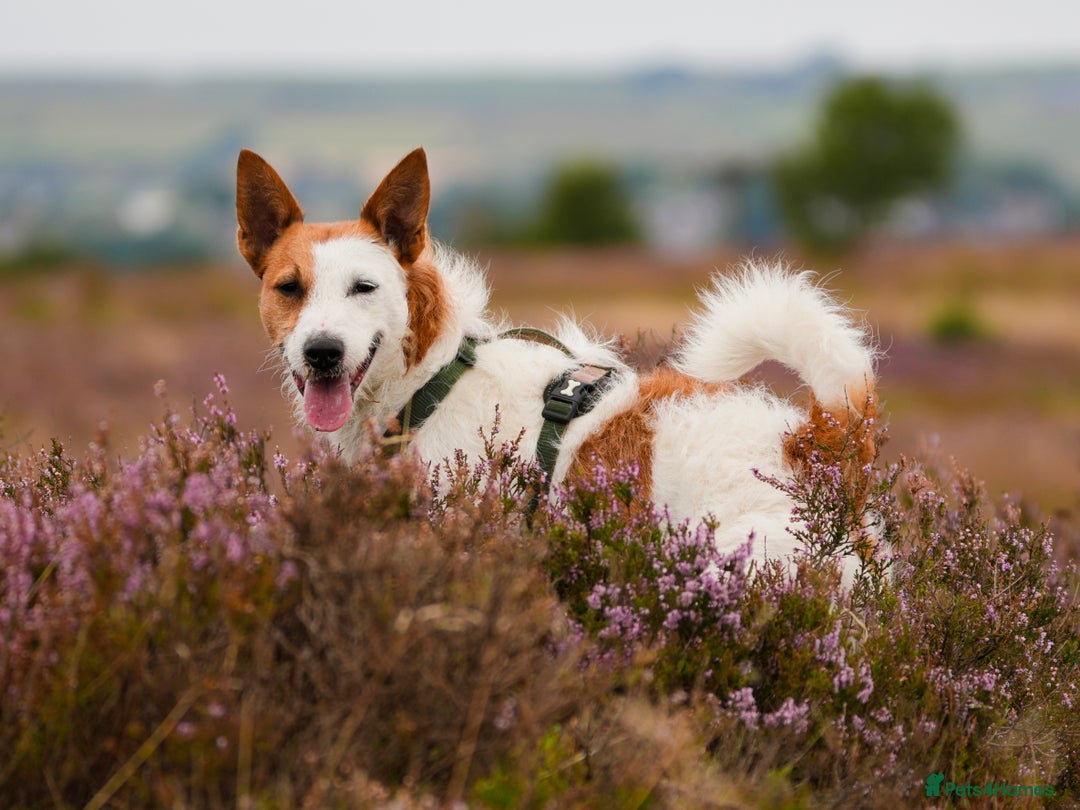 Jack Russell dogs for stud: Parson Jack Russell for stud - Advert 1
