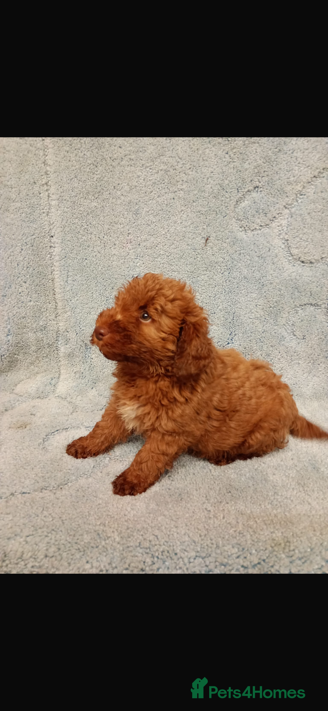 Cockapoo dogs for sale: 2 adorable cockapoo puppies - Advert 2
