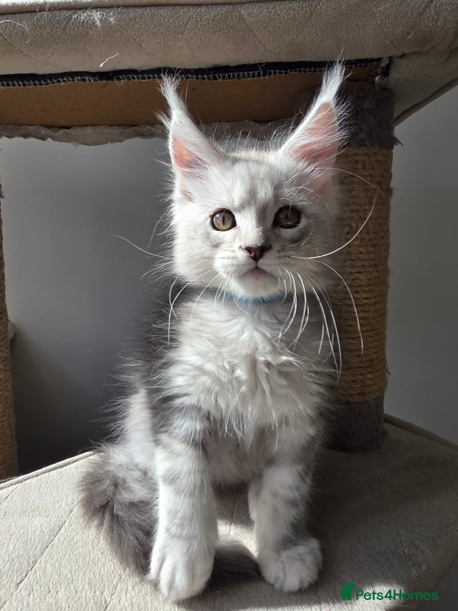 Maine Coon cats 🐾 Maine Coon Kittens Looking for Loving Homes 🐾 - Advert 1