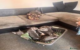 American Bully dogs for sale: American pocket bully’s  - Image 9