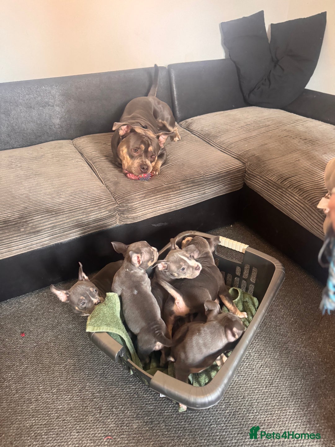 American Bully dogs for sale: American pocket bully’s  - Image 9