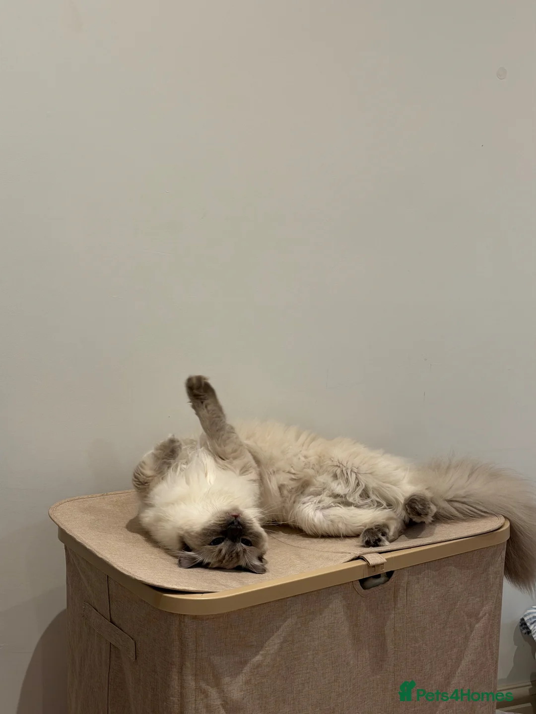 Ragdoll cats for sale: Ragdoll needing forever home - Advert 2