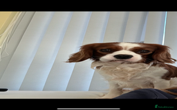 Cavalier King Charles Spaniel dogs for stud: KC registered health tested Blenheim stud in Folkestone - Image 13