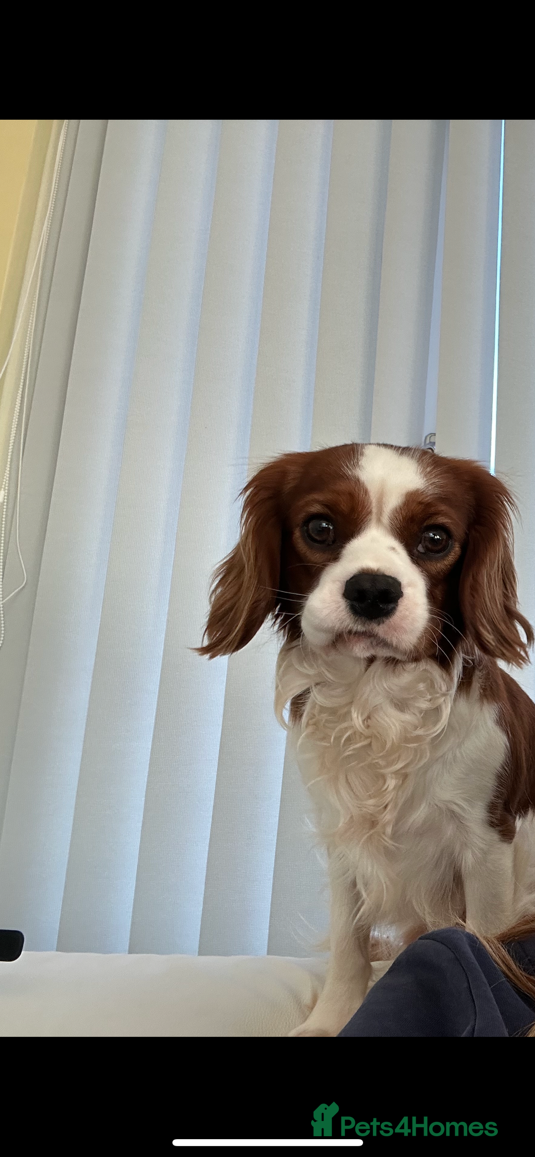 Cavalier King Charles Spaniel dogs for stud: KC registered health tested Blenheim stud in Folkestone - Image 13
