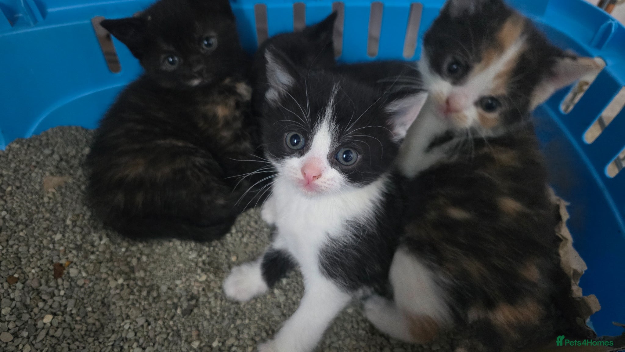 Mixed Breed cats Lovely 3 kittens 😸 ♥️ 2girls 1boy  - Advert 7