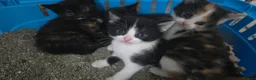 Mixed Breed cats for sale: Lovely 3 kittens 😸 ♥️ 2girls 1boy  - Advert 1