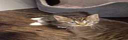 Mixed Breed cats for sale: 💥💥💥Lovly Kittens 💥💥💥 - Advert 5