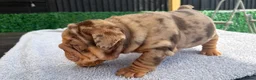 English Bulldog dogs for sale: English Bulldog Puppies - Advert 10