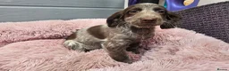 Cockapoo dogs for sale: Generation cockerpoo puppies ready now  - Advert 27