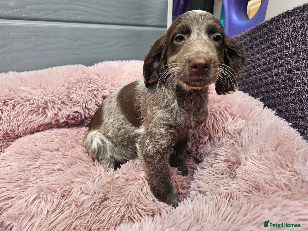 Cockapoo dogs for sale: Generation cockerpoo puppies ready now  - Advert 27
