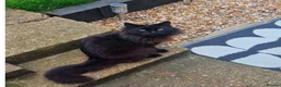 British Longhair cats for sale: 2 brothers looking for homes - Advert 2