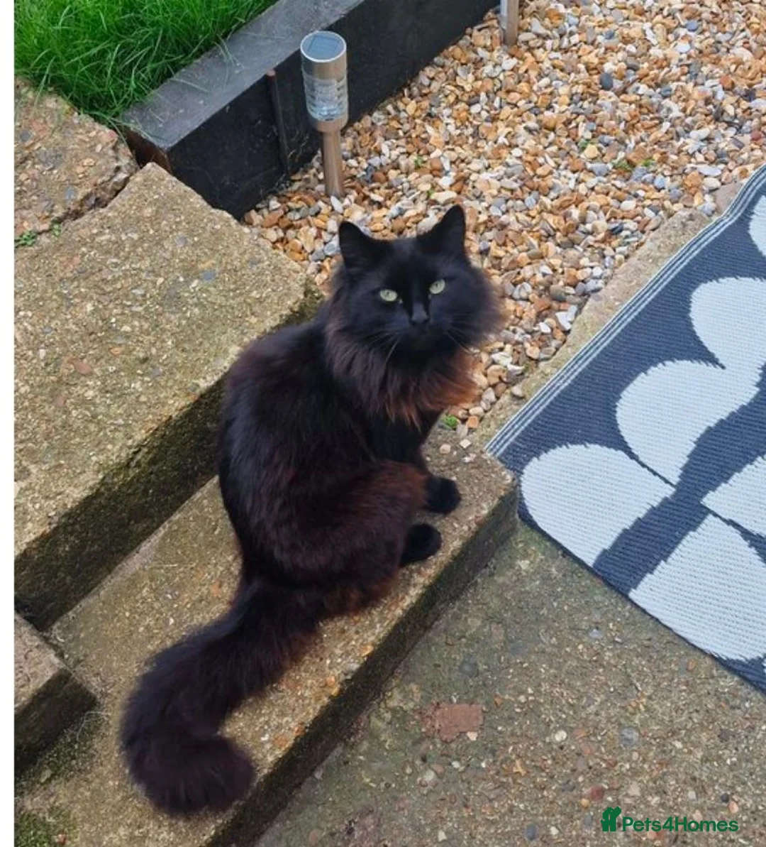British Longhair cats for sale: 2 brothers looking for homes - Advert 2