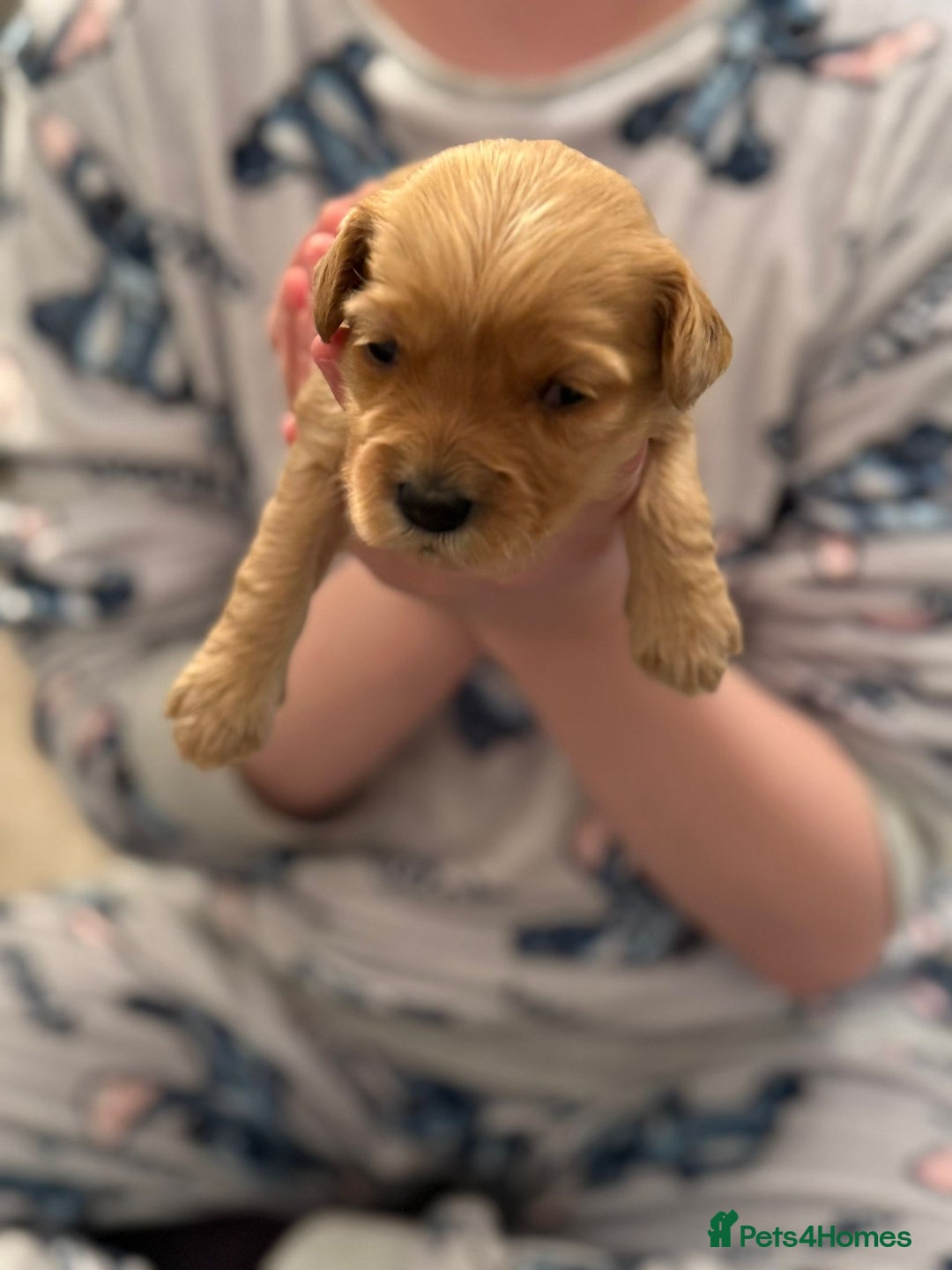 Cockapoo dogs for sale: F2 cockapoo puppies! - Advert 11