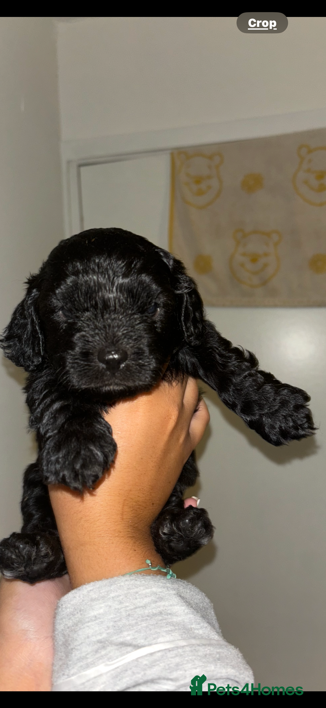 Cavapoo dogs for sale: 6 gorgeous extensively health tested cavapoo’s - Image 7