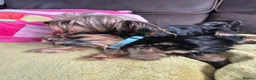 Yorkshire Terrier dogs for sale: 🐾 Beautiful Yorkshire Terrier Girls - Advert 4