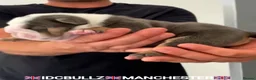 English Bulldog dogs for stud: Uncle Fester in Manchester - Advert 12