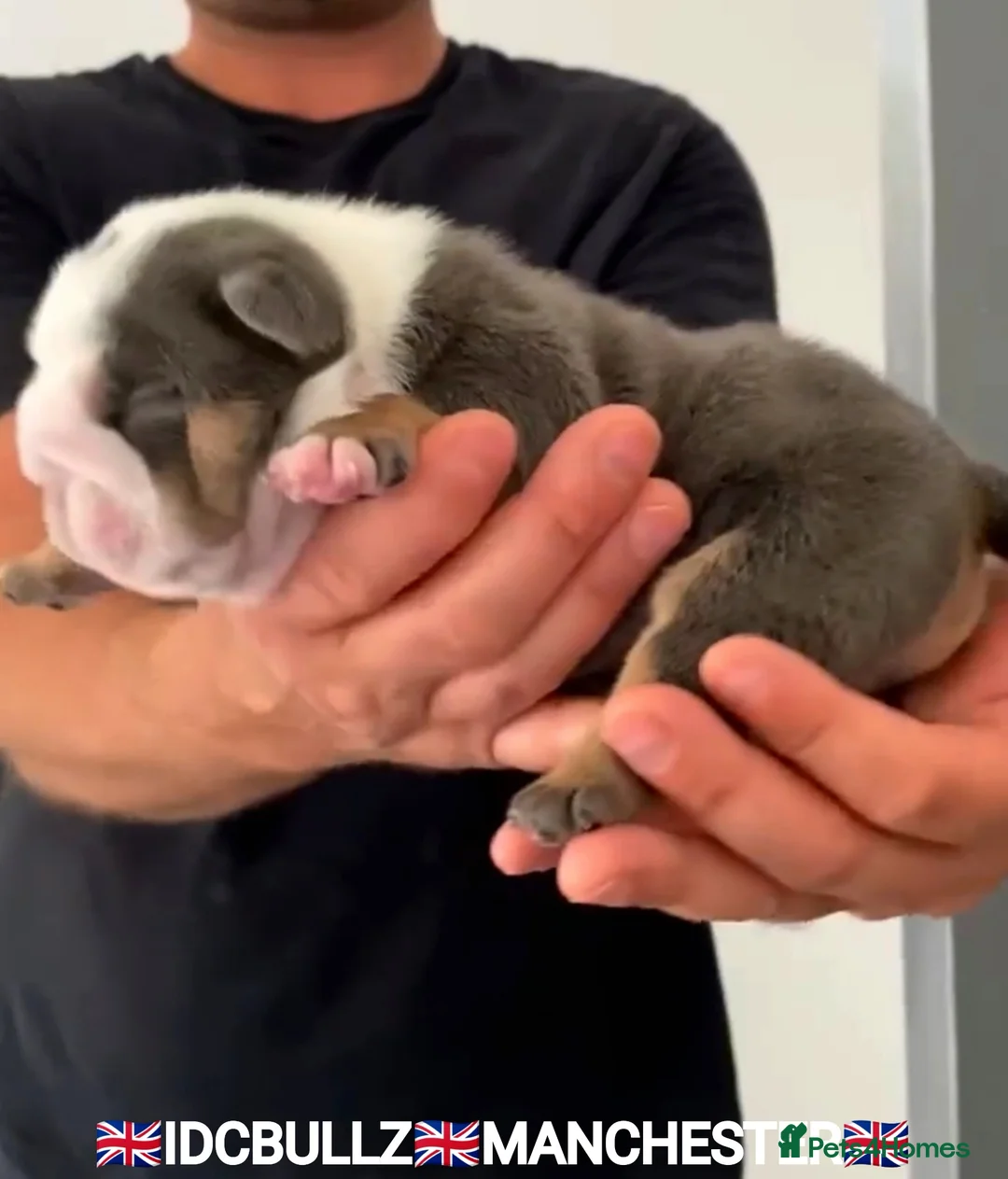 English Bulldog dogs for stud: Uncle Fester in Manchester - Advert 12