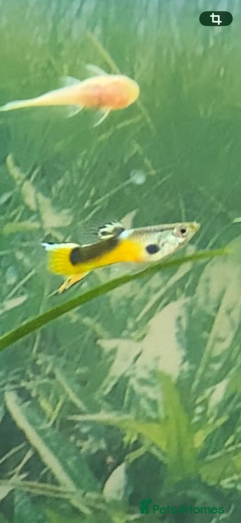 Live Bearers fish Guppies and plecos for sale  - Advert 2