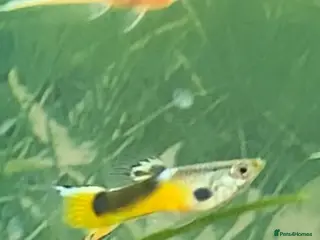 Live Bearers fish Guppies and plecos for sale - Advert 2