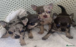 Chihuahua dogs for sale: Loving home needed🐶🐾🩷 - Image 1