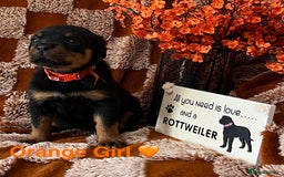 Rottweiler dogs for sale: The best of the best Rottweilers  - Image 35