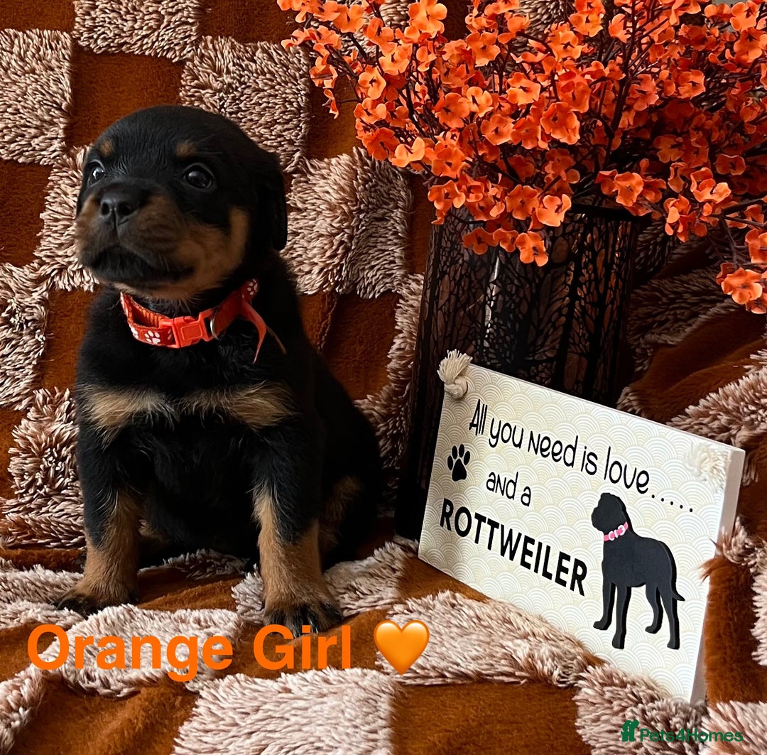 Rottweiler dogs for sale: The best of the best Rottweilers  - Image 35