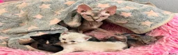 Sphynx cats for sale: Stunning litter of Sphynx kittens (hairless & fur) - Advert 13